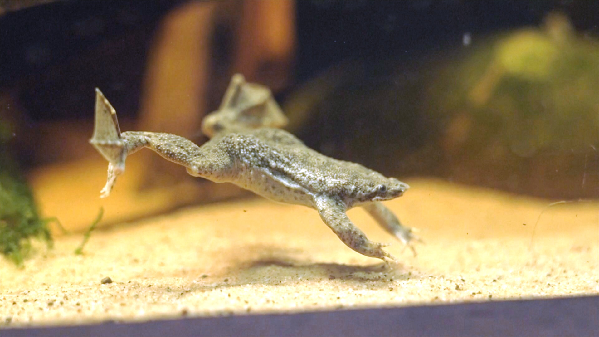 В Честерском зоопарке в Англии размножаются амфибии, которые вынашивают потомство на спине