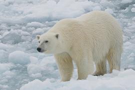Почему белые медведи на Шпицбергене становятся толще, несмотря на сокращение площади льда