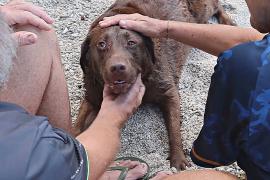 Как живёт единственная собака на австралийском острове Рождества