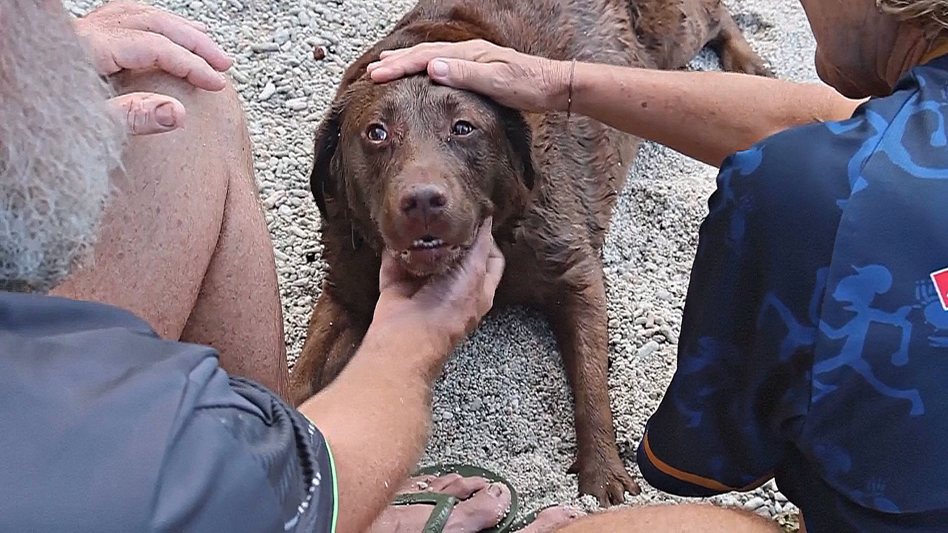 Как живёт единственная собака на австралийском острове Рождества
