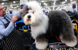 «Это лотерея»: владельцы собак готовятся к финалу Вестминстерской выставки