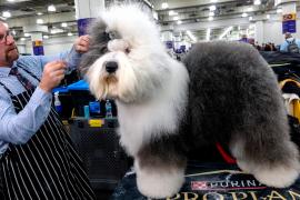 «Это лотерея»: владельцы собак готовятся к финалу Вестминстерской выставки