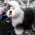 «Это лотерея»: владельцы собак готовятся к финалу Вестминстерской выставки