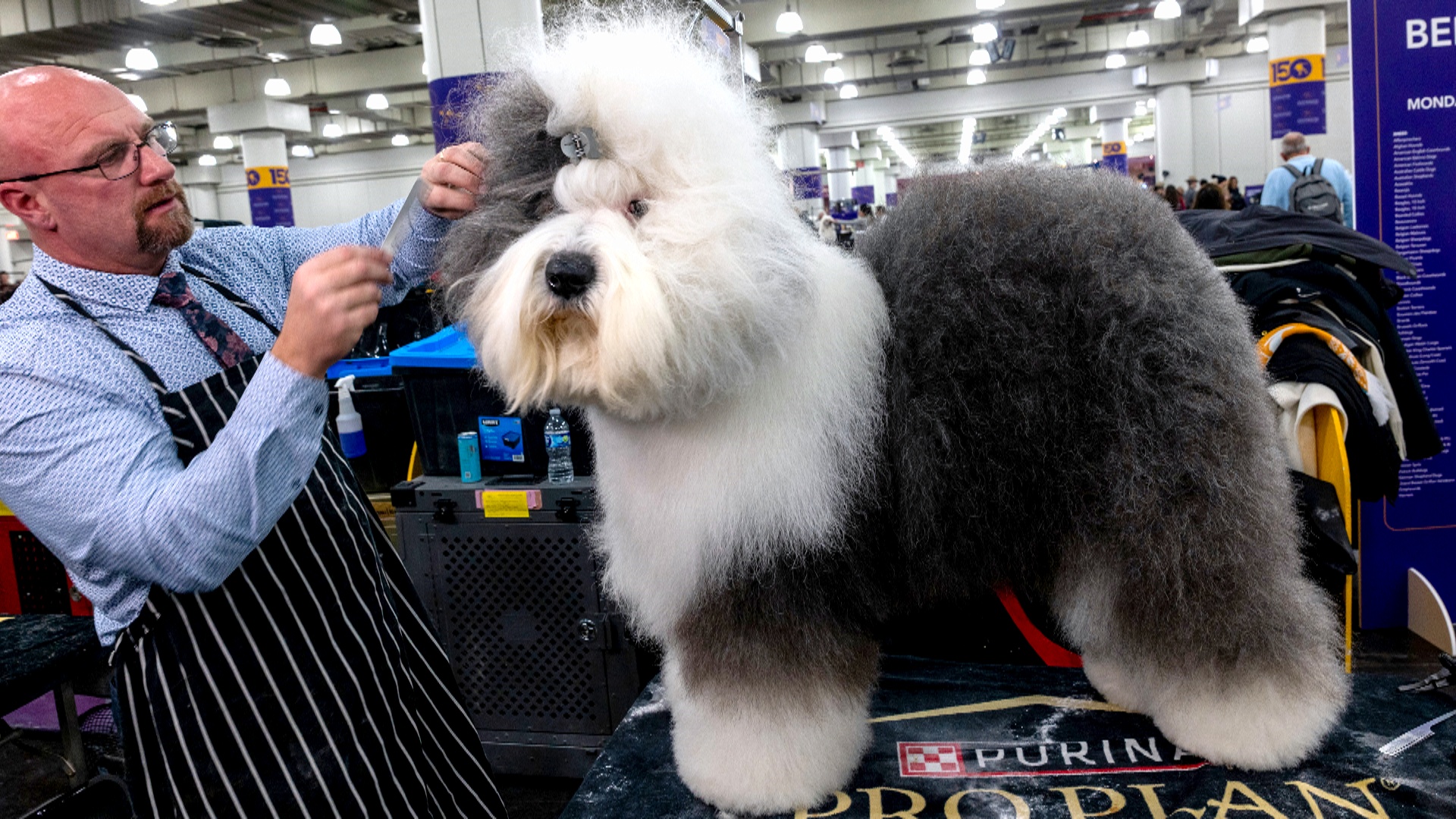«Это лотерея»: владельцы собак готовятся к финалу Вестминстерской выставки