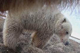 Гризли-фотографы сняли ценные кадры о жизни на Аляске