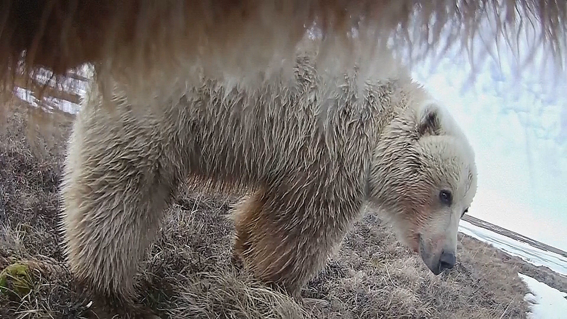 Гризли-фотографы сняли ценные кадры о жизни на Аляске
