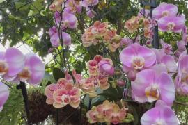 «Любовное послание Нью-Йорку»: выставка орхидей открылась в Бронксе