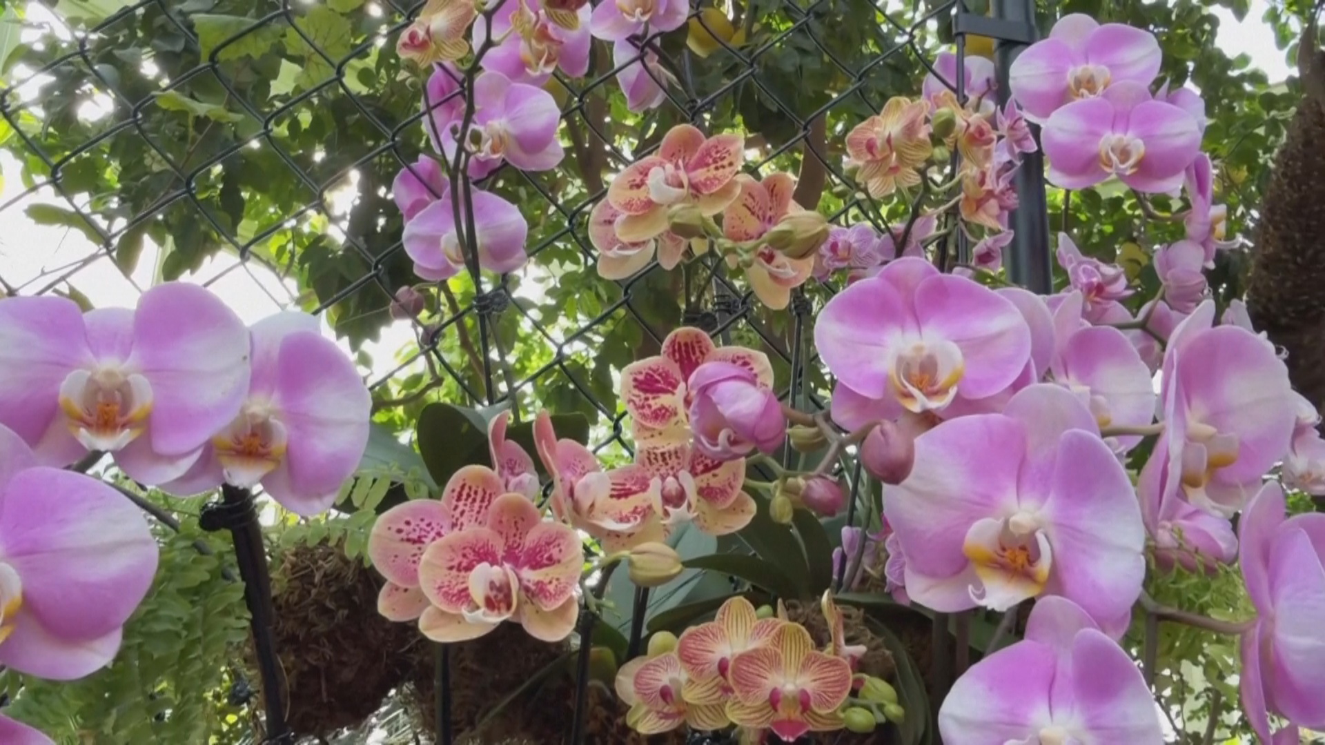 «Любовное послание Нью-Йорку»: выставка орхидей открылась в Бронксе