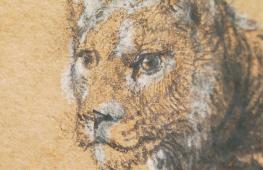 Почти $18 млн отдали за редкий рисунок льва Рембрандта на аукционе в Нью-Йорке