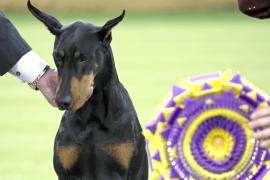 На шоу Вестминстерского клуба выбрали собаку-победительницу