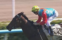 В Гонконге к году Лошади появилась звезда скачек