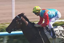 В Гонконге к году Лошади появилась звезда скачек