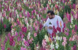 Великолепный сад на севере ОАЭ привлекает любителей цветов