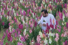 Великолепный сад на севере ОАЭ привлекает любителей цветов