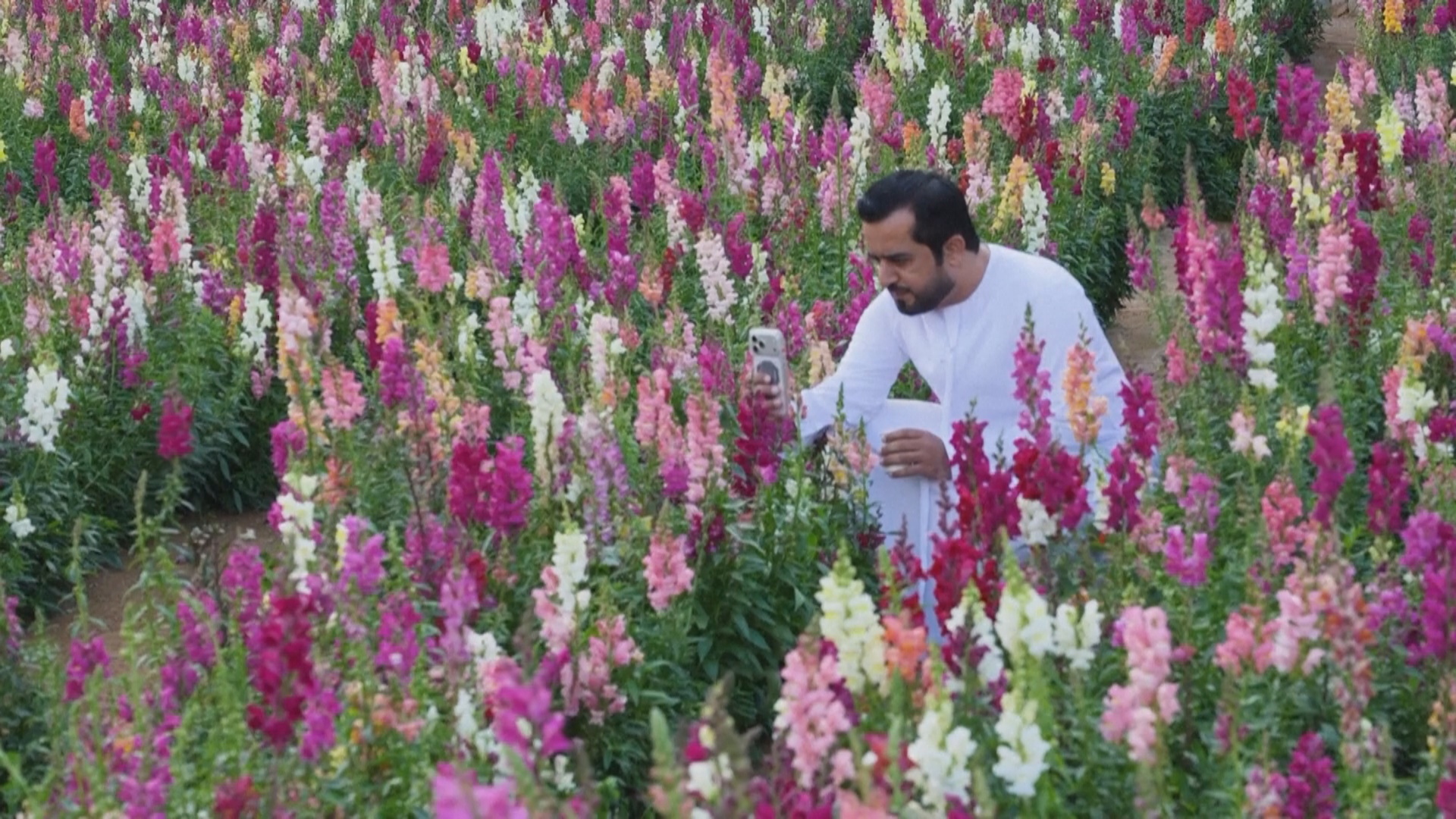 Великолепный сад на севере ОАЭ привлекает любителей цветов