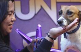 Знакомства с брошенными животными устраивают на Филиппинах в честь Дня Валентина