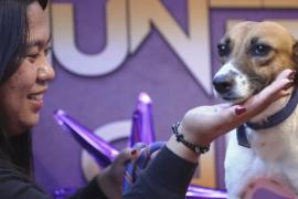 Знакомства с брошенными животными устраивают на Филиппинах в честь Дня Валентина