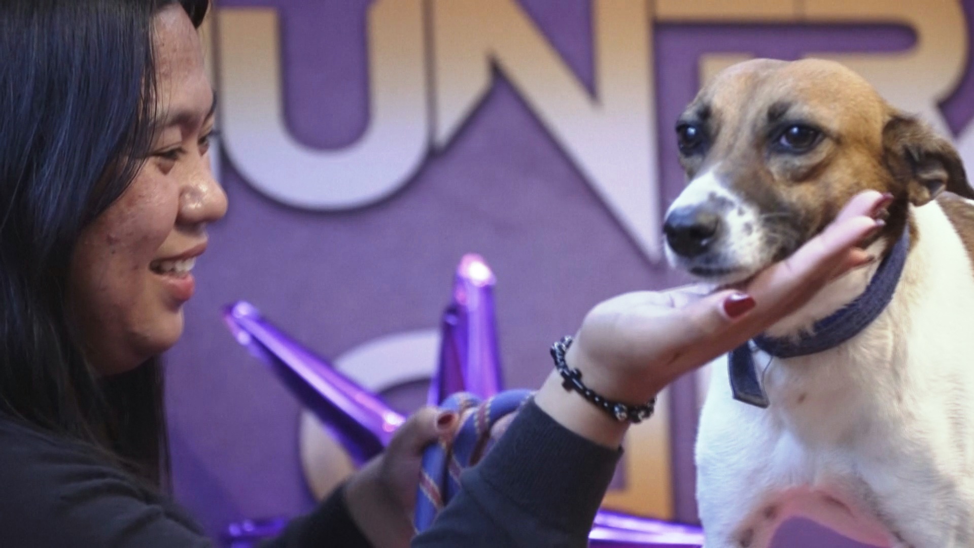 Знакомства с брошенными животными устраивают на Филиппинах в честь Дня Валентина