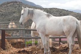 Лошади – главные звёзды иммерсивного шоу в стиле Дикого Запада в Испании