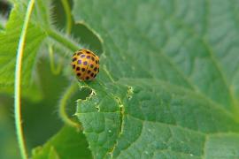 Битва за сад: божьи коровки уничтожают тлю у здания парламента Австралии