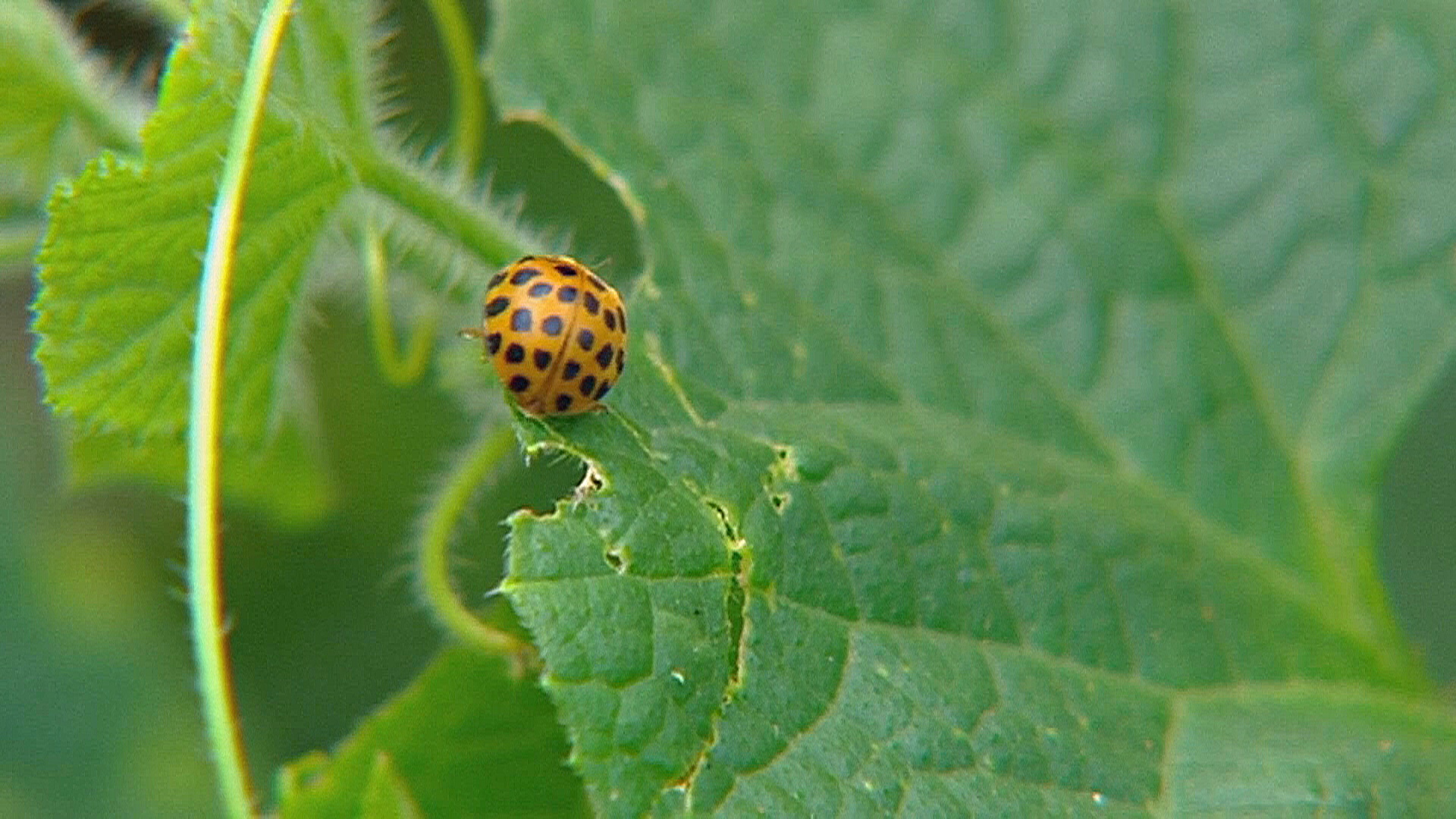 Битва за сад: божьи коровки уничтожают тлю у здания парламента Австралии