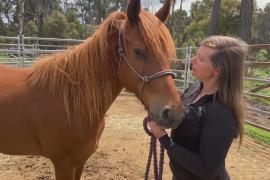 В Австралии одичавшим лошадям помогают обрести лучшую жизнь