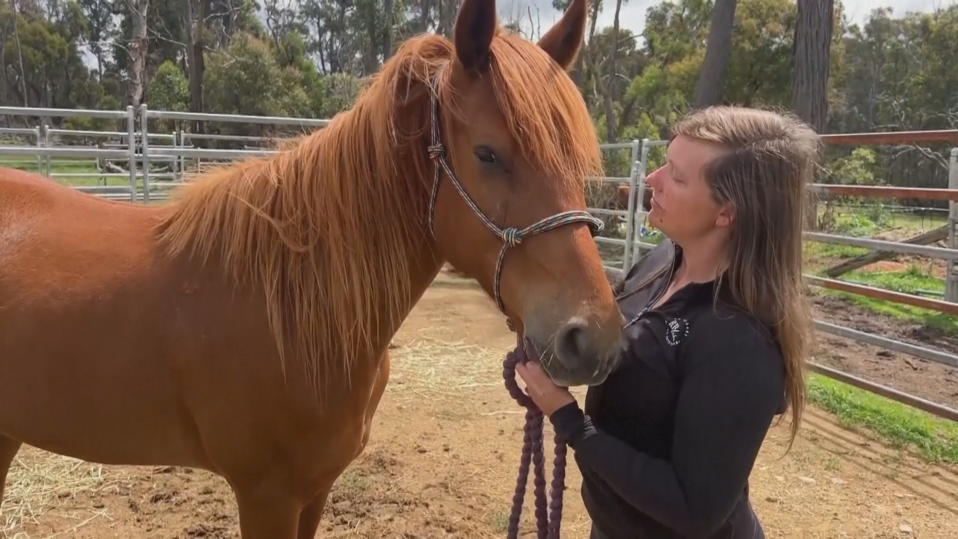 В Австралии одичавшим лошадям помогают обрести лучшую жизнь