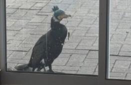 Раненый баклан прилетел к дверям больницы в немецком Бремене