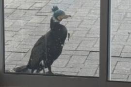 Раненый баклан прилетел к дверям больницы в немецком Бремене