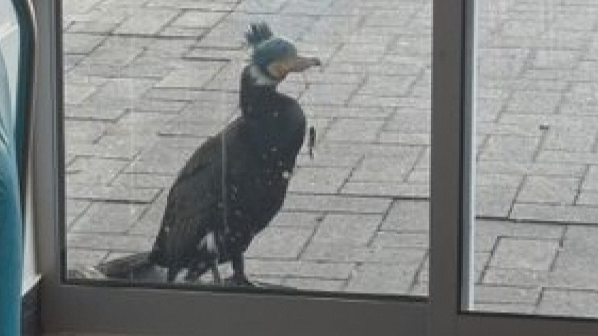 Раненый баклан прилетел к дверям больницы в немецком Бремене Раненый баклан прилетел к дверям больницы в немецком Бремене