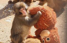 Игрушечный орангутан заменил маму брошенному детёнышу макаки