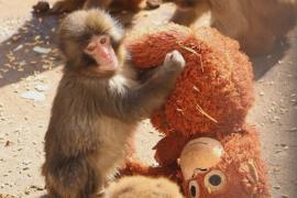 Игрушечный орангутан заменил маму брошенному детёнышу макаки