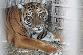 Два медведя и тигрица начали путешествие из Аргентины в заповедники Европы