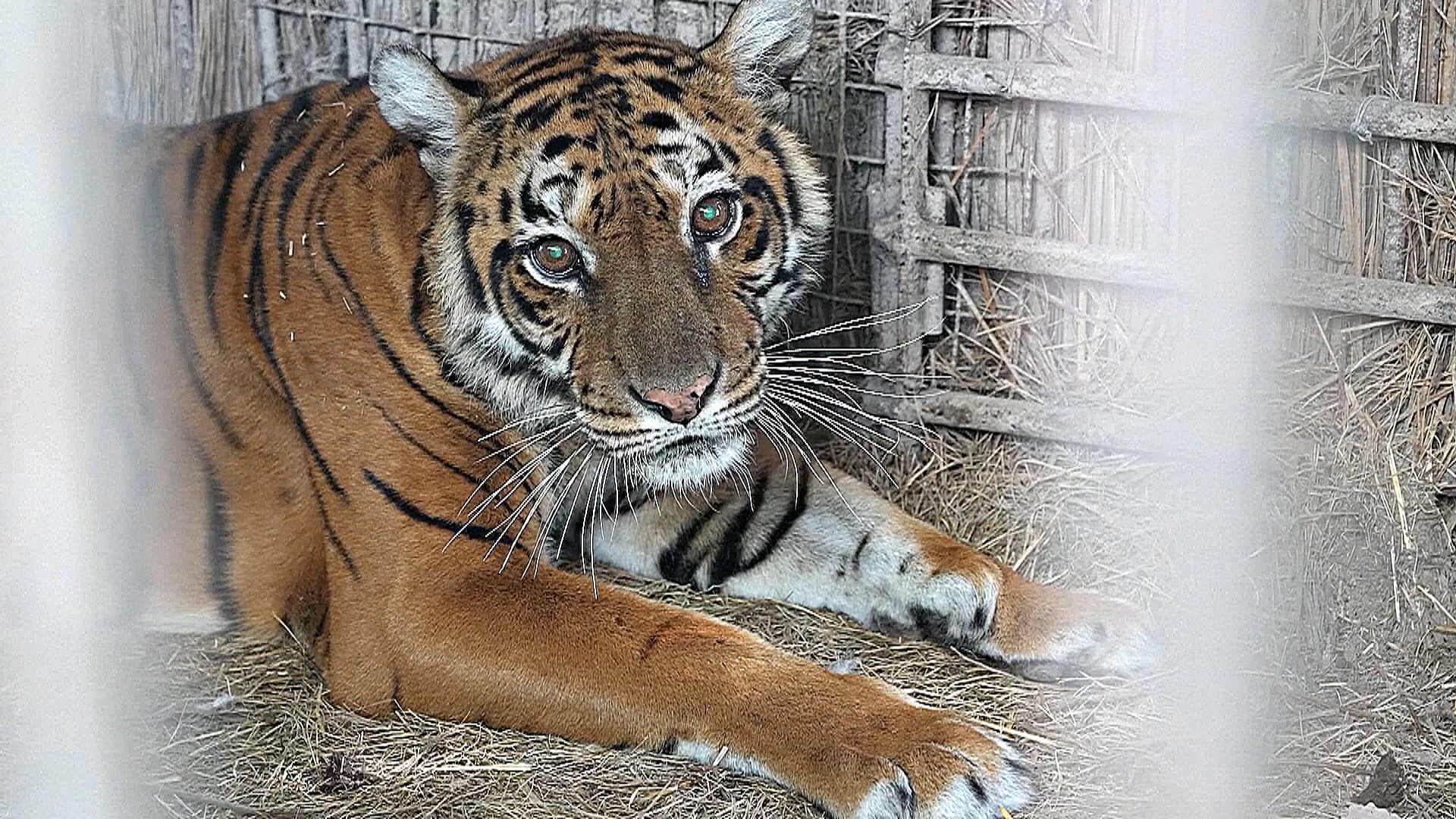 Два медведя и тигрица начали путешествие из Аргентины в заповедники Европы