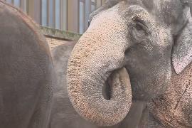 У слонов есть супер-усы, как у кошек