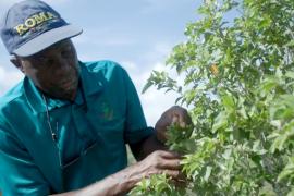 Спрос на кору каскароллы заставляет людей на Багамских островах подумать о защите природы