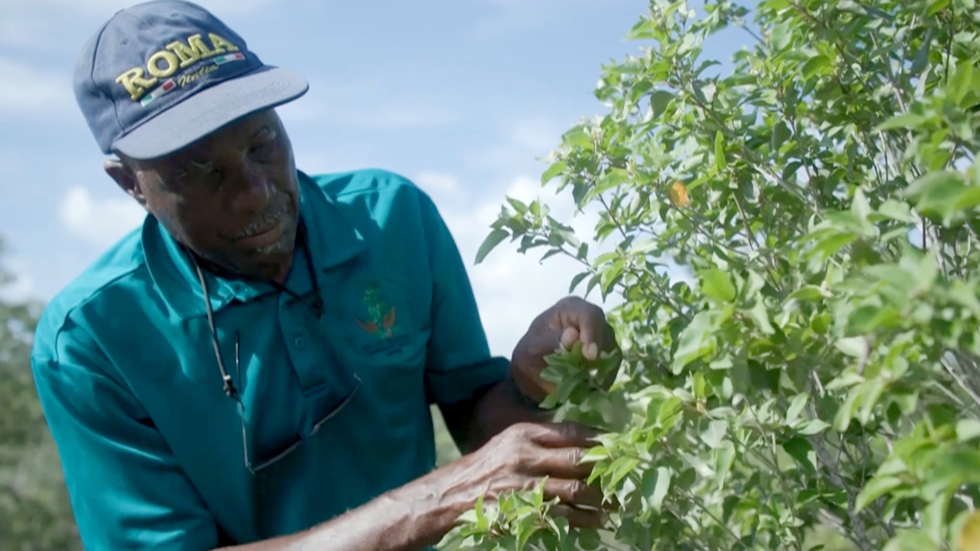 Спрос на кору каскароллы заставляет людей на Багамских островах подумать о защите природы