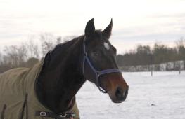 Чем уникально ржание лошади, выяснили учёные