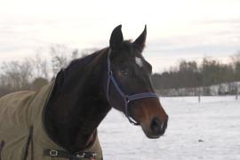 Чем уникально ржание лошади, выяснили учёные