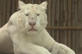 Власти Таиланда исключают версию о птичьем гриппе после смерти 72 тигров в заповеднике