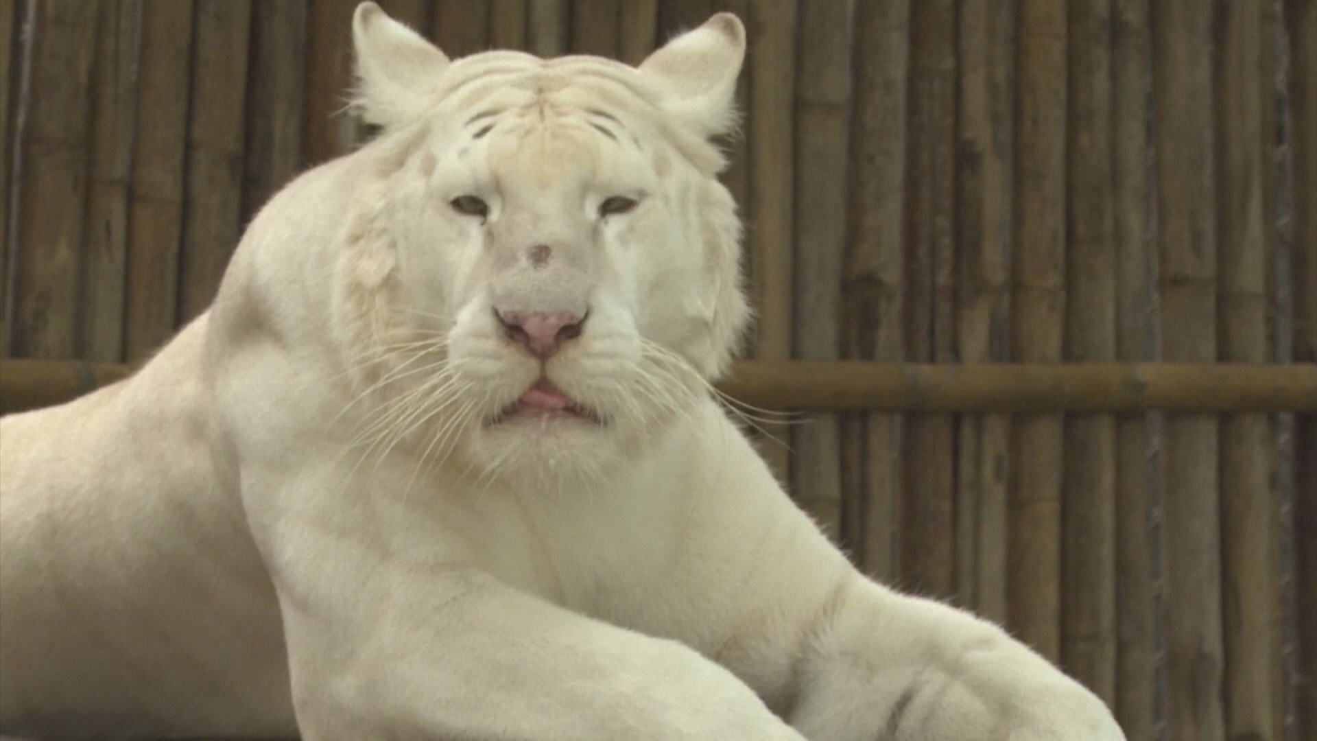 Власти Таиланда исключают версию о птичьем гриппе после смерти 72 тигров в заповеднике Власти Таиланда исключают версию о птичьем гриппе после смерти 72 тигров в заповеднике