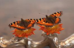 Признают ли кулинарию в Дании видом искусства?