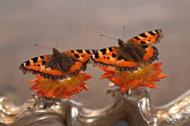 Признают ли кулинарию в Дании видом искусства?