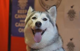 Лучшие собаки кинематографа получили премию Fido в Лондоне