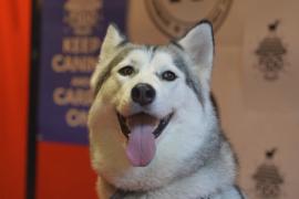 Лучшие собаки кинематографа получили премию Fido в Лондоне