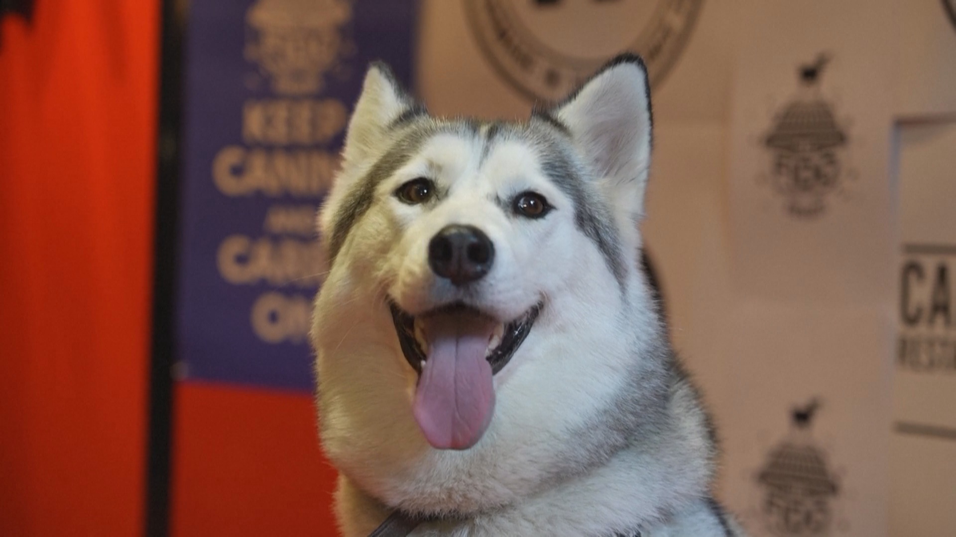 Лучшие собаки кинематографа получили премию Fido в Лондоне Лучшие собаки кинематографа получили премию Fido в Лондоне