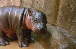 В зоопарке Аризоны родилась «Желейная конфетка» – карликовый бегемот