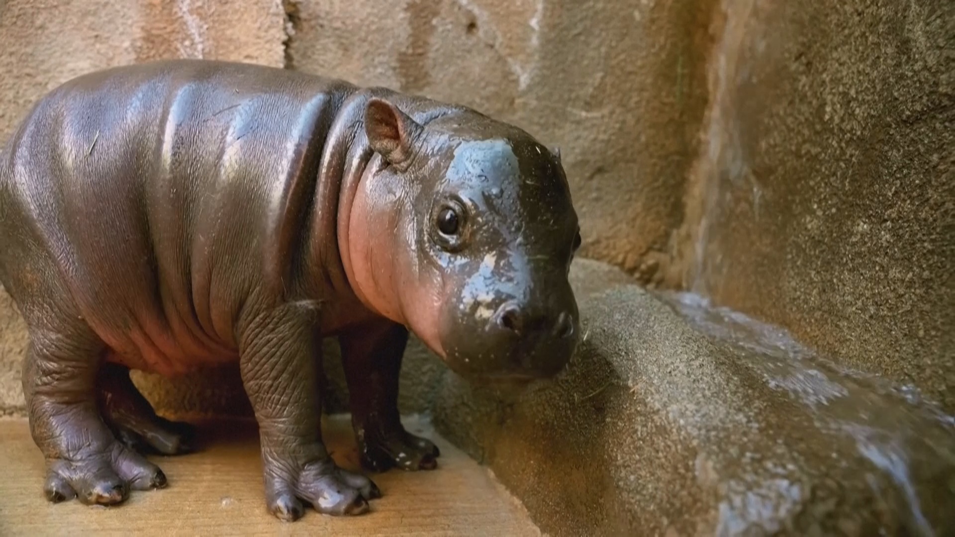 В зоопарке Аризоны родилась «Желейная конфетка» – карликовый бегемот