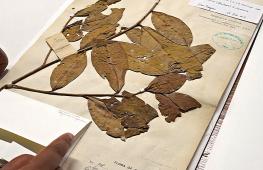 Как 200-летние листья чая помогут сохранить чайные сорта