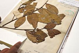 Как 200-летние листья чая помогут сохранить чайные сорта